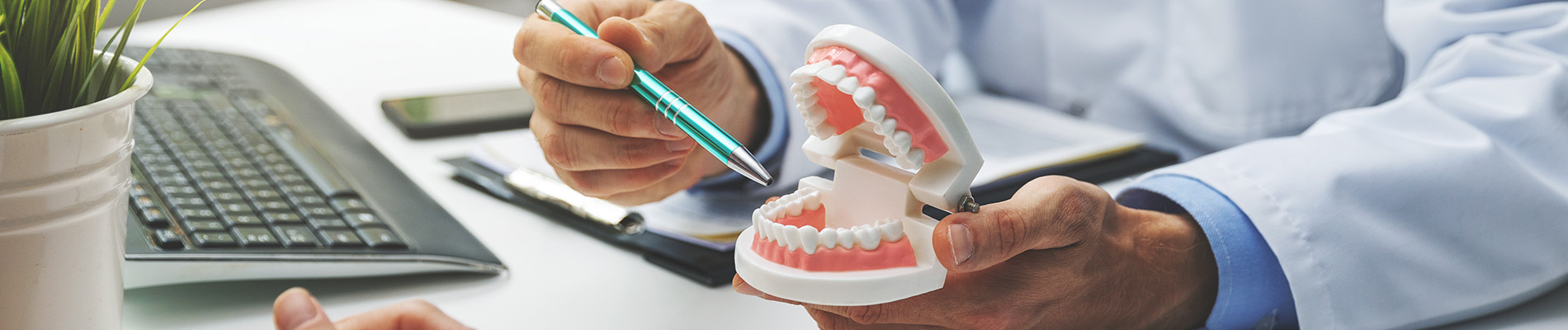 A dentist holding a model mouth with teeth and gums, examining it closely at a desk while seated in an office chair.